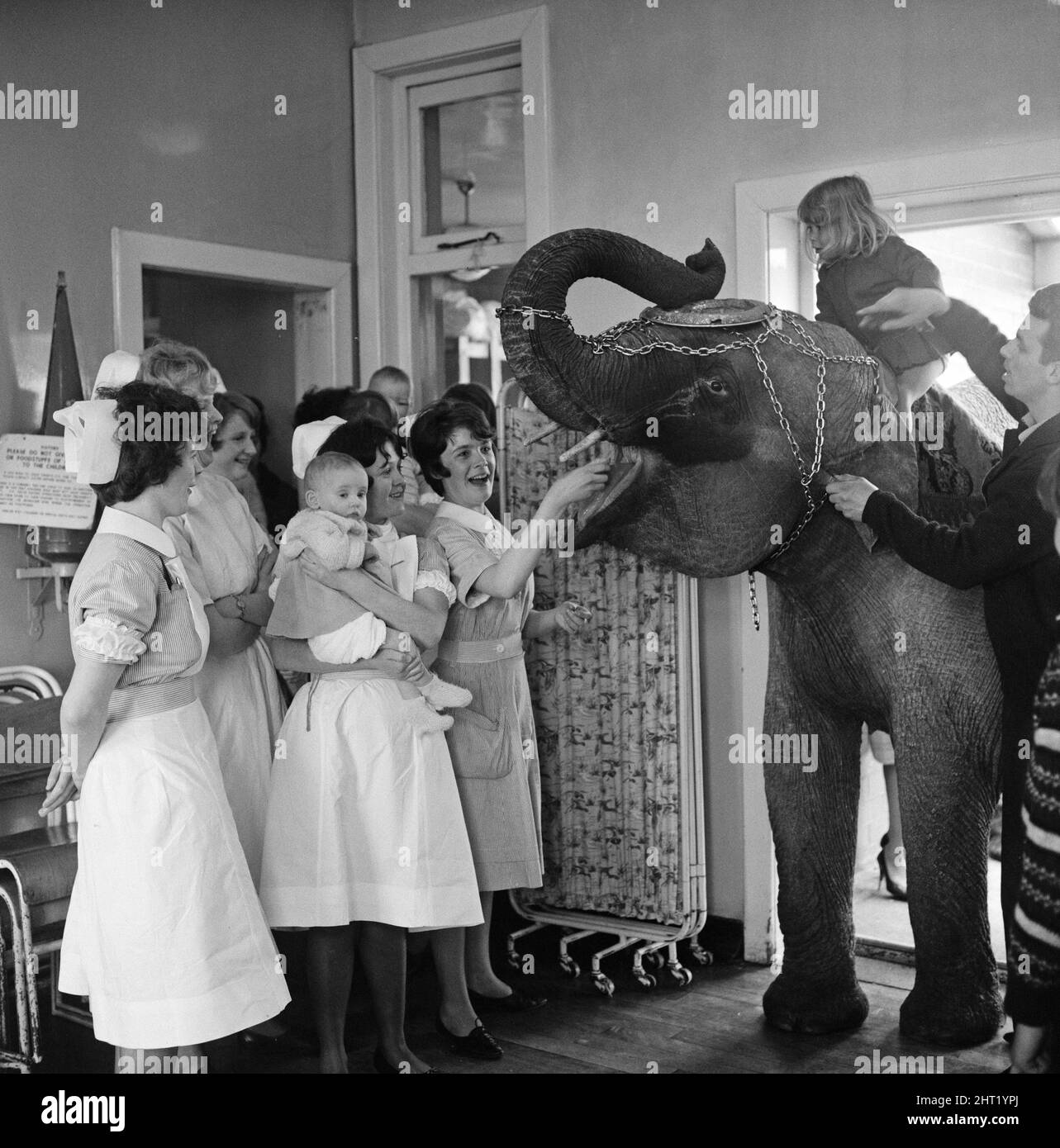 Three year old Juanita Jahn (seated on elephant), daughter of Harry Jahn, elephant trainer with Billy Smarts Circus, took Gilda, one of her daddy's elephants along to Queen's Park Hospital at Blackburn, Lancs, were she was born three years ago. May 1965. Stock Photo