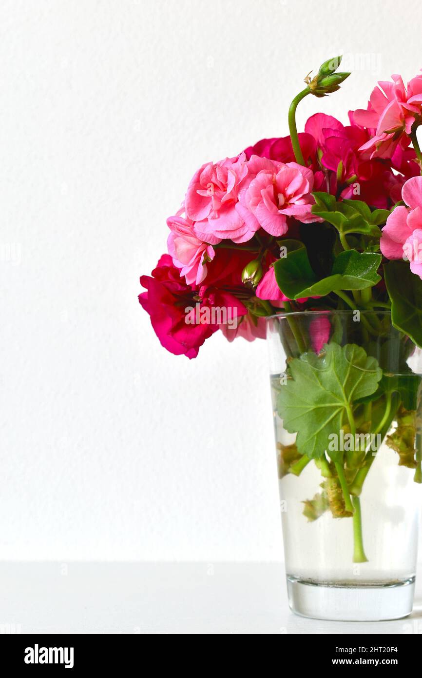 Geranium flowers in a glass vase on a white background, romantic view