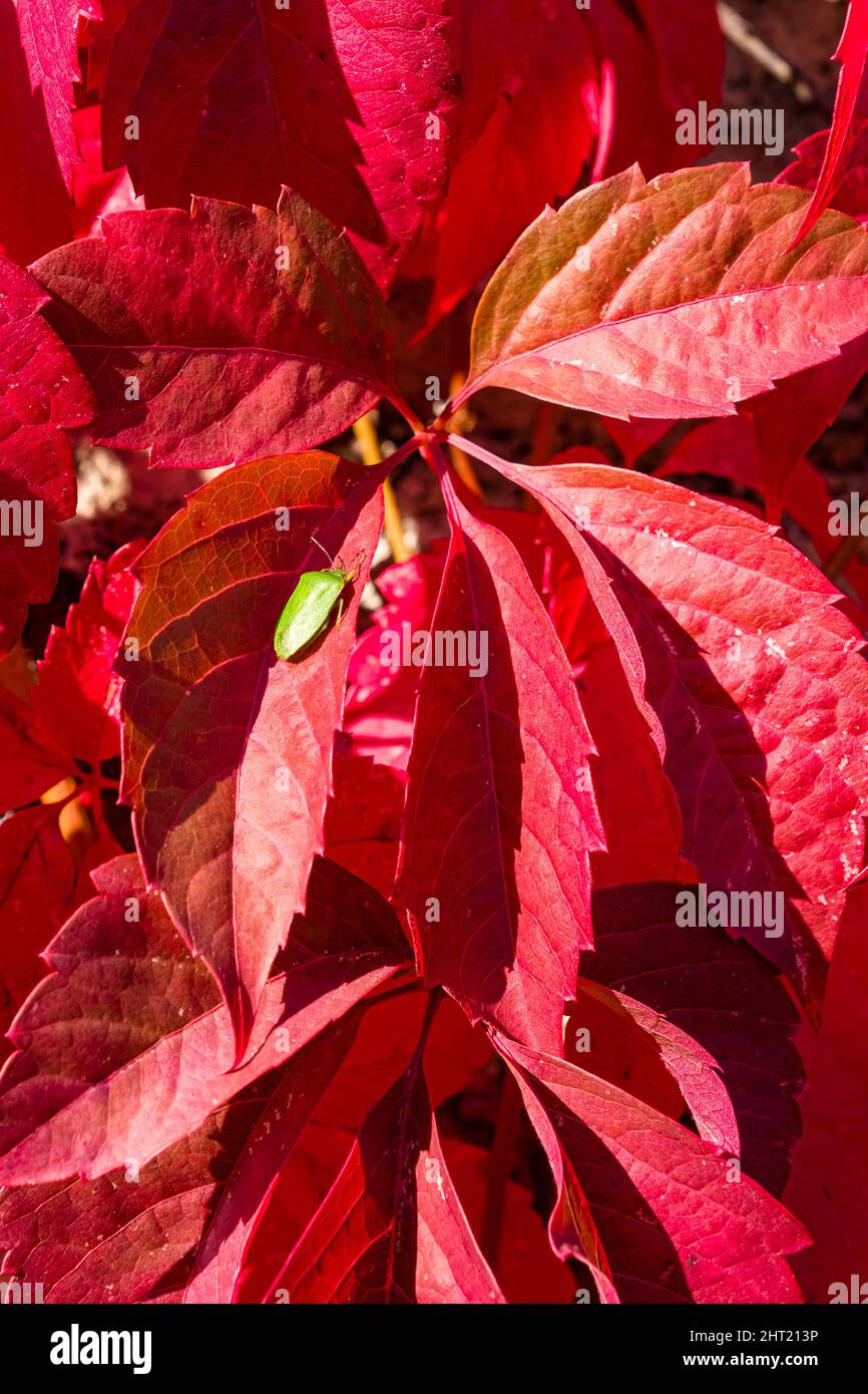 Red leaves of Virginia creeper (Parthenocissus quinquefolia), climbing on a rock wall, in autumn. Stock Photo