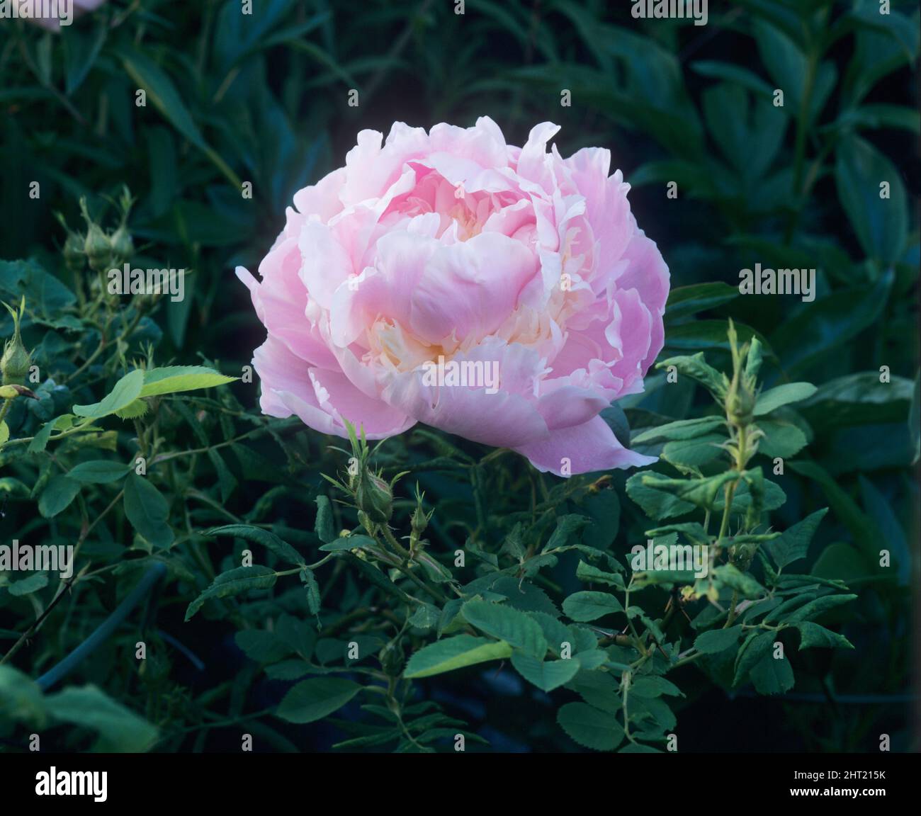 Pin fragrance peony Stock Photo Alamy