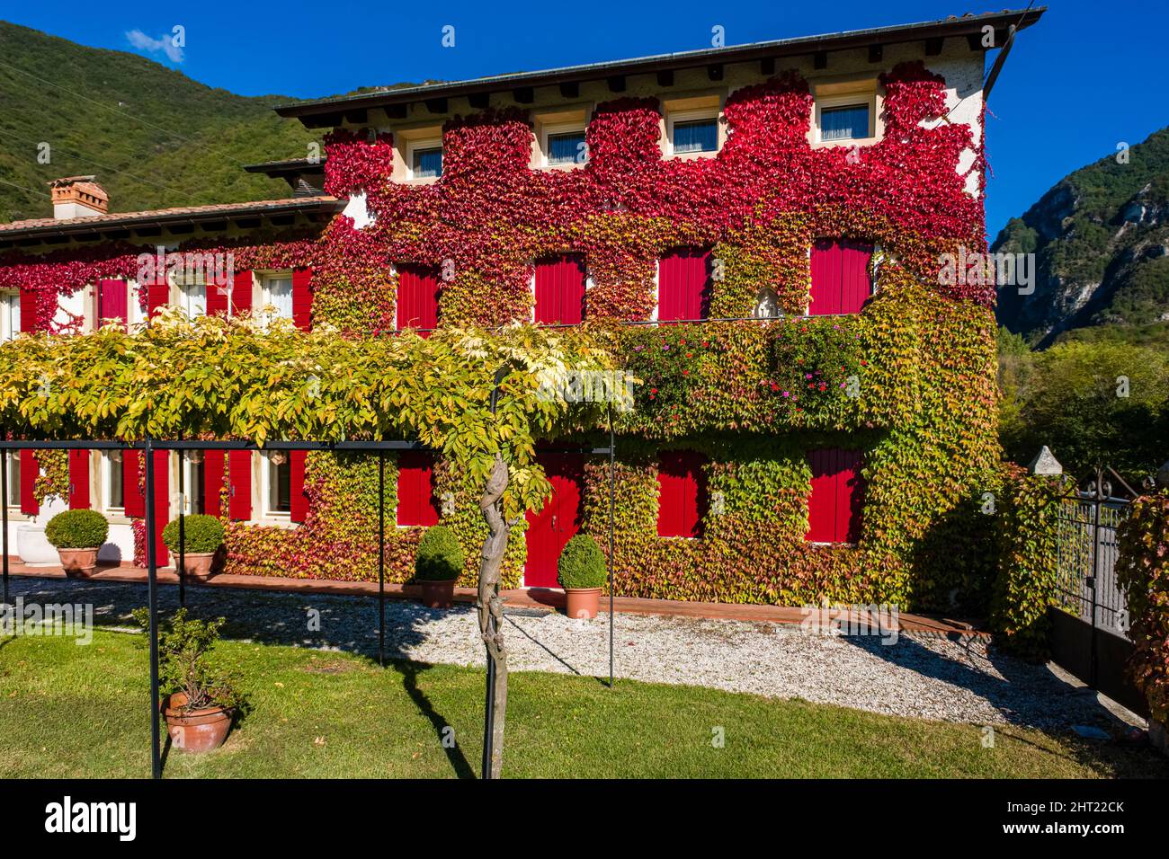 A medieval house of the village of Cison di Valmarino, overgrown with Virginia creeper (Parthenocissus quinquefolia). Stock Photo