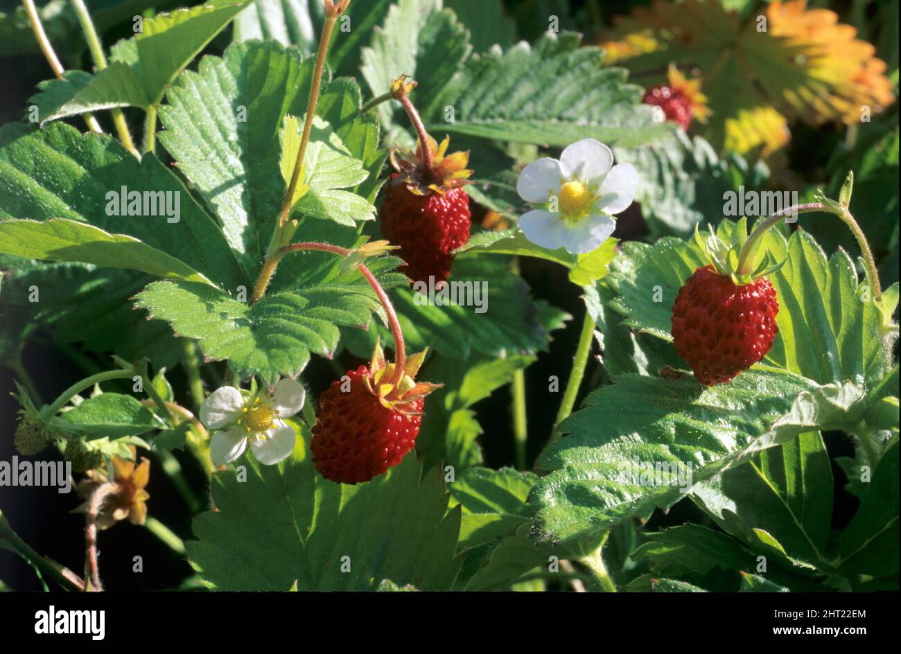 Strawberries plant hi-res stock photography and images - Alamy