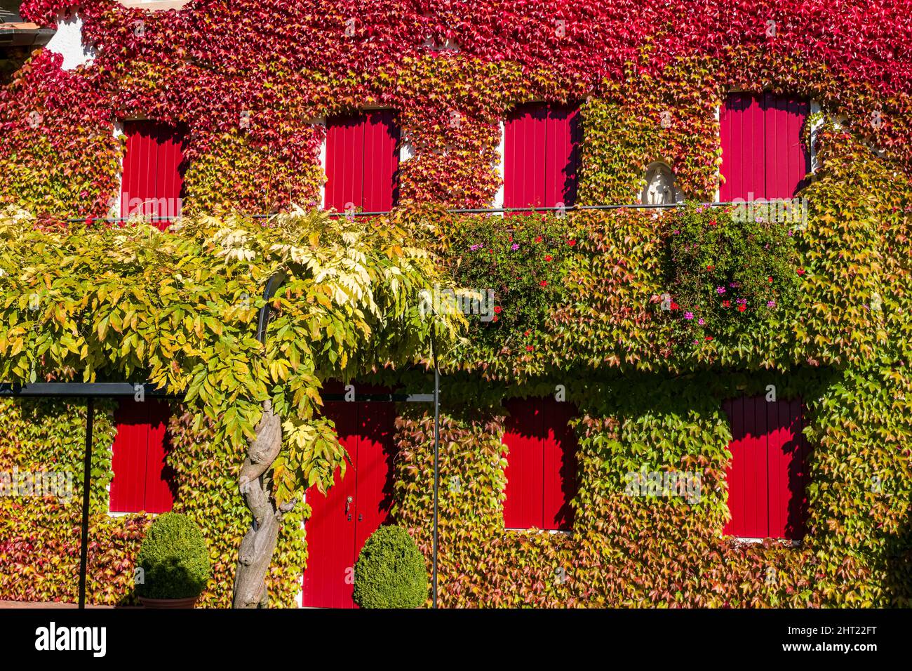 Detail of a medieval house of the village of Cison di Valmarino, overgrown with Virginia creeper (Parthenocissus quinquefolia). Stock Photo