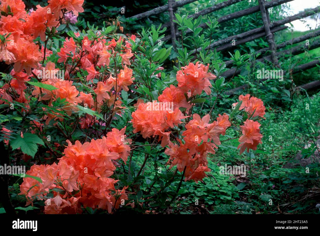 Japanese azalea Stock Photo