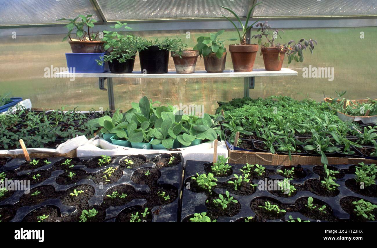 Plants in greenhouse Stock Photo - Alamy