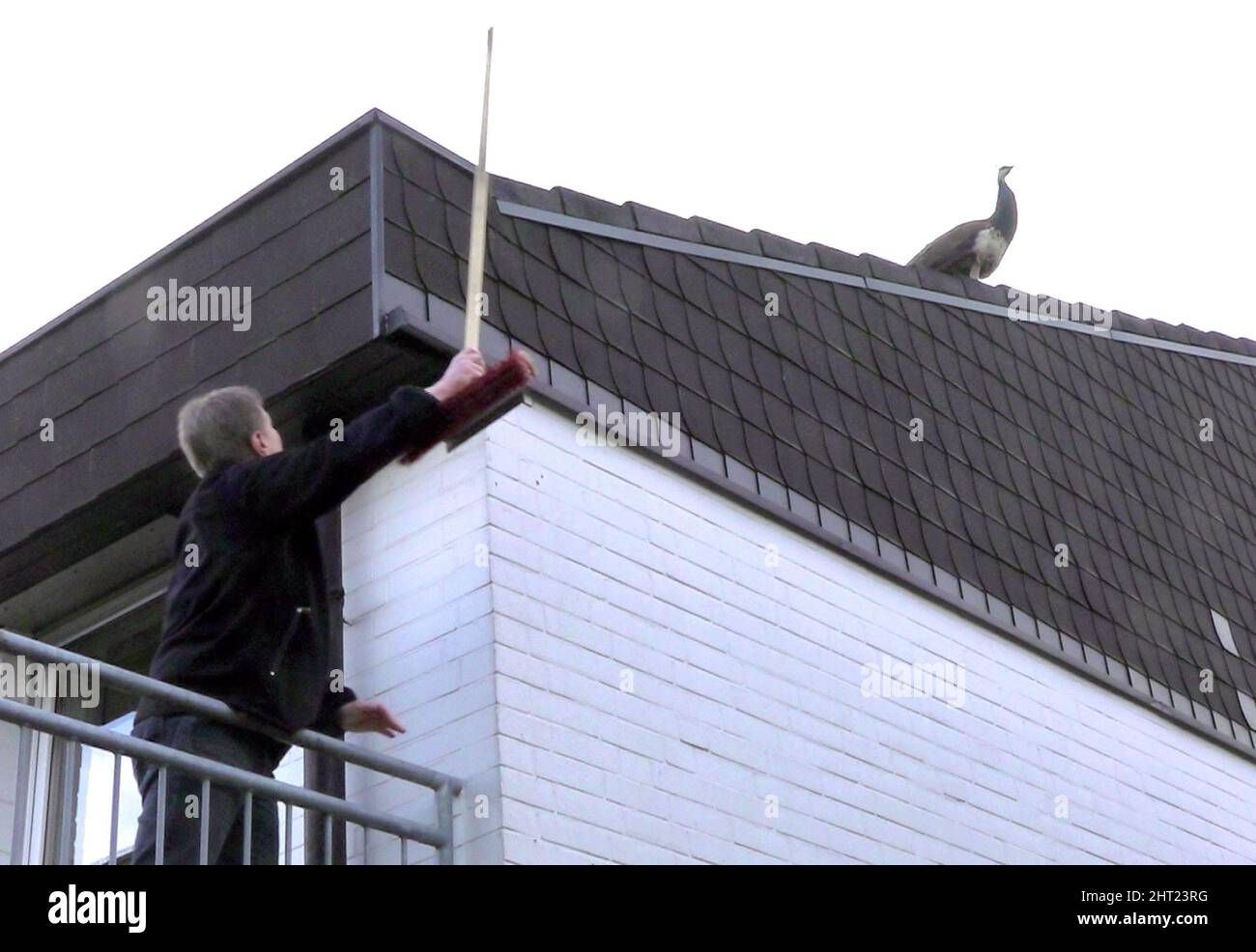 Grevenbroich, Germany. 26th Feb, 2022. A peacock perches on the roof of an apartment building. The hunt through gardens, bushes and garage yards for a runaway peacock kept the fire department busy for days. Together with the 'animal emergency call' succeeded on Saturday to catch the peacock unharmed. (to dpa 'Fire brigade delivers itself hours-long catching game with escaped peacock') Credit: Dieter Staniek/dpa/Alamy Live News Stock Photo