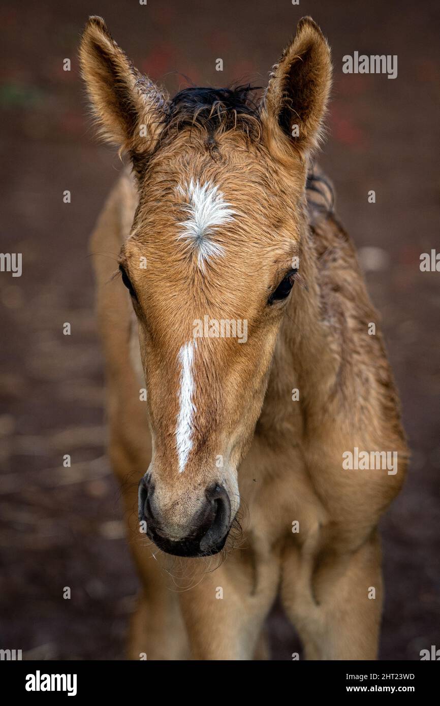 Closeup of a brown mare and her foal Stock Photo