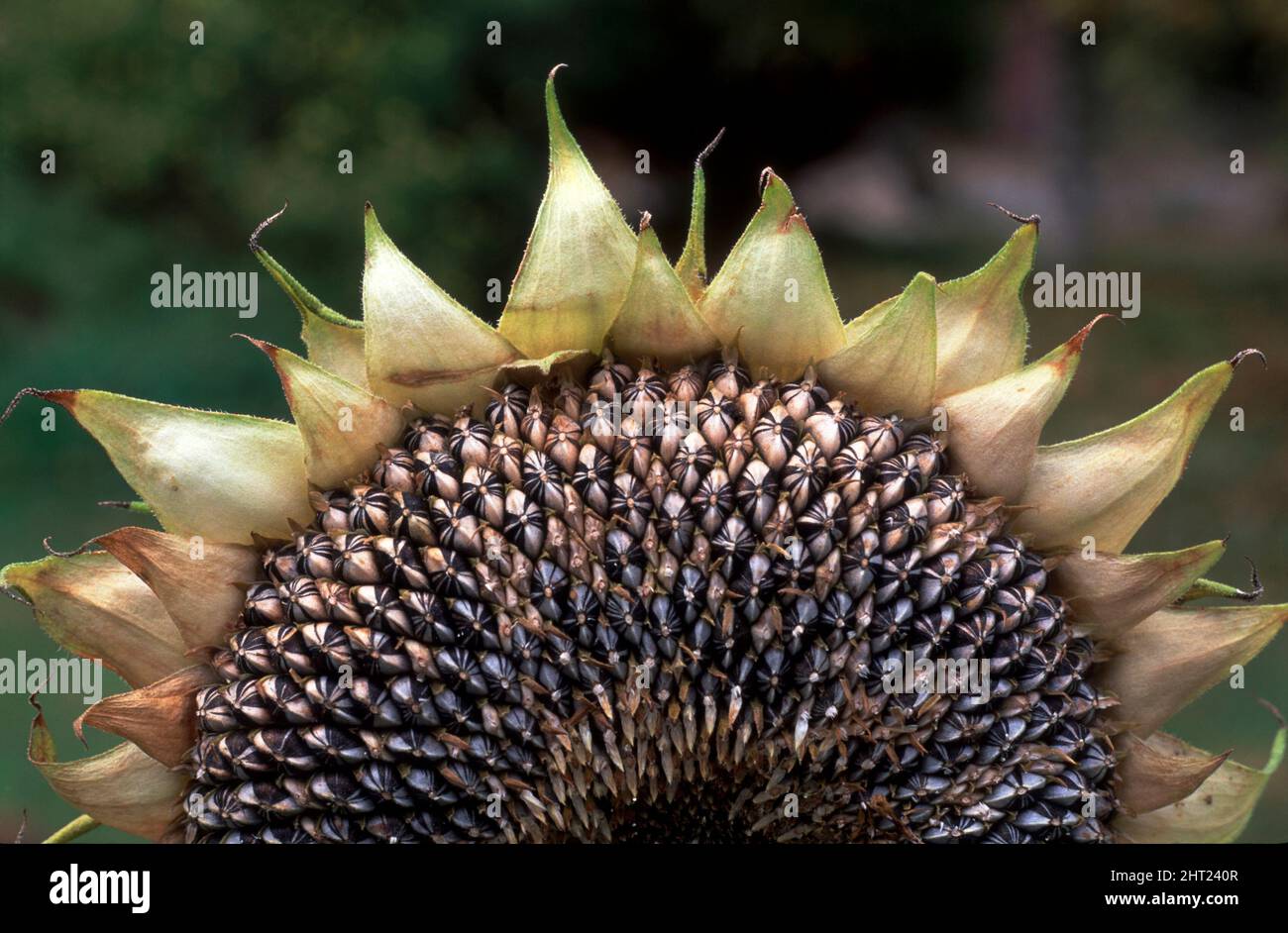Sunflower seed cake Stock Photo Alamy