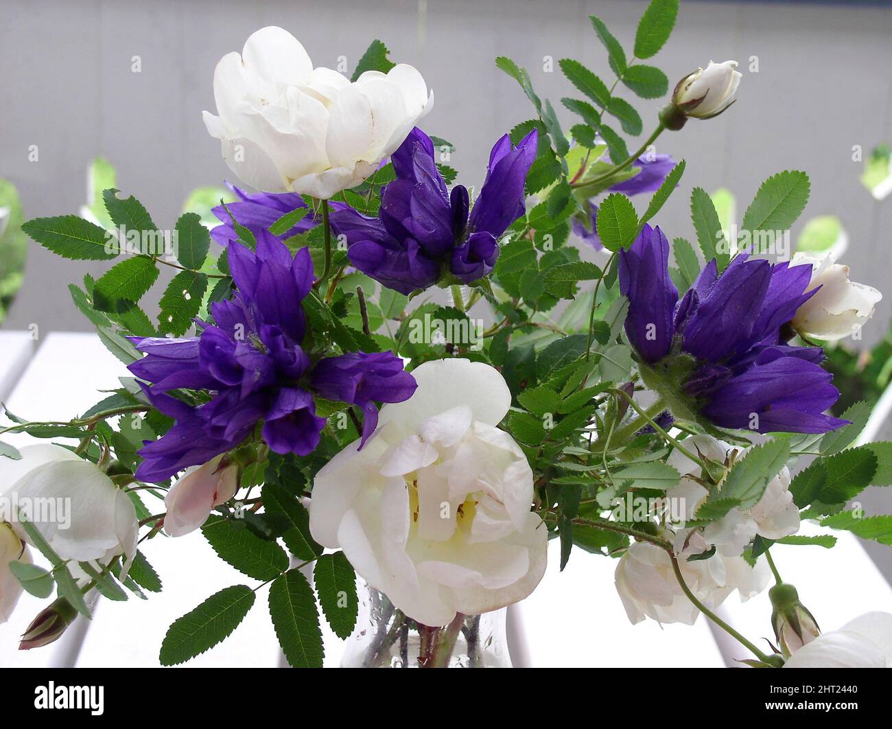 Bouquet with top bell and the rose 'Plena' Stock Photo