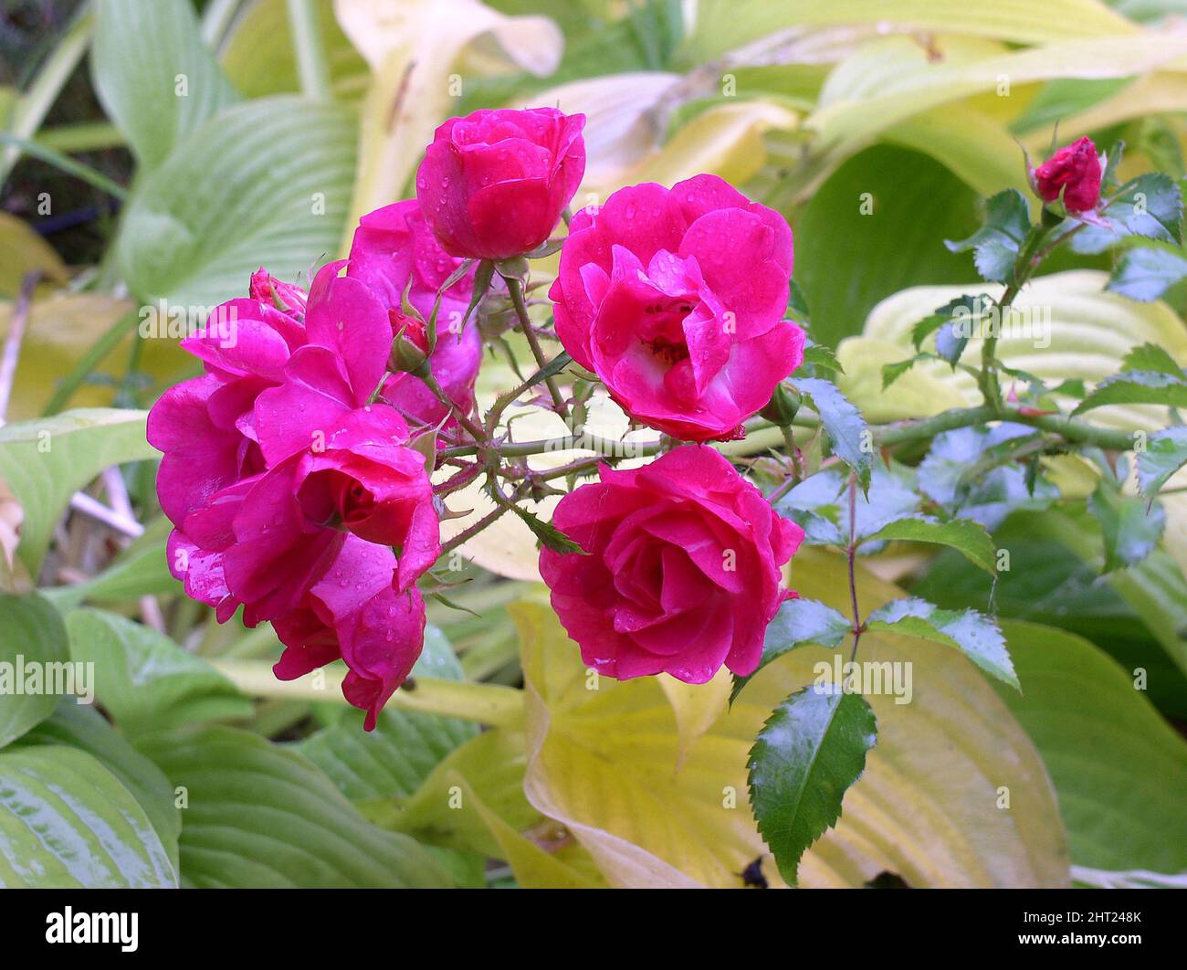 'So Sweet' and rose 'Heidetraum' Stock Photo