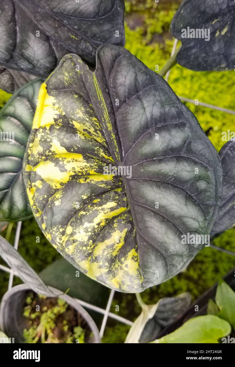 Beautiful yellow and green marbled leaves of Alocasia Dragon Scale