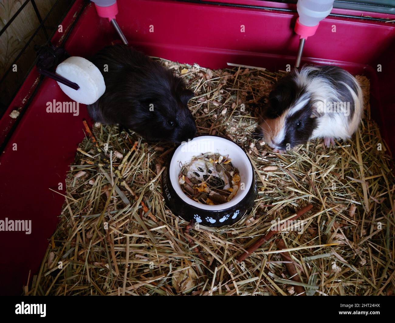 Image showcasing High angle shot of guinea pigs eating straw inside a cage Stock Photo ...