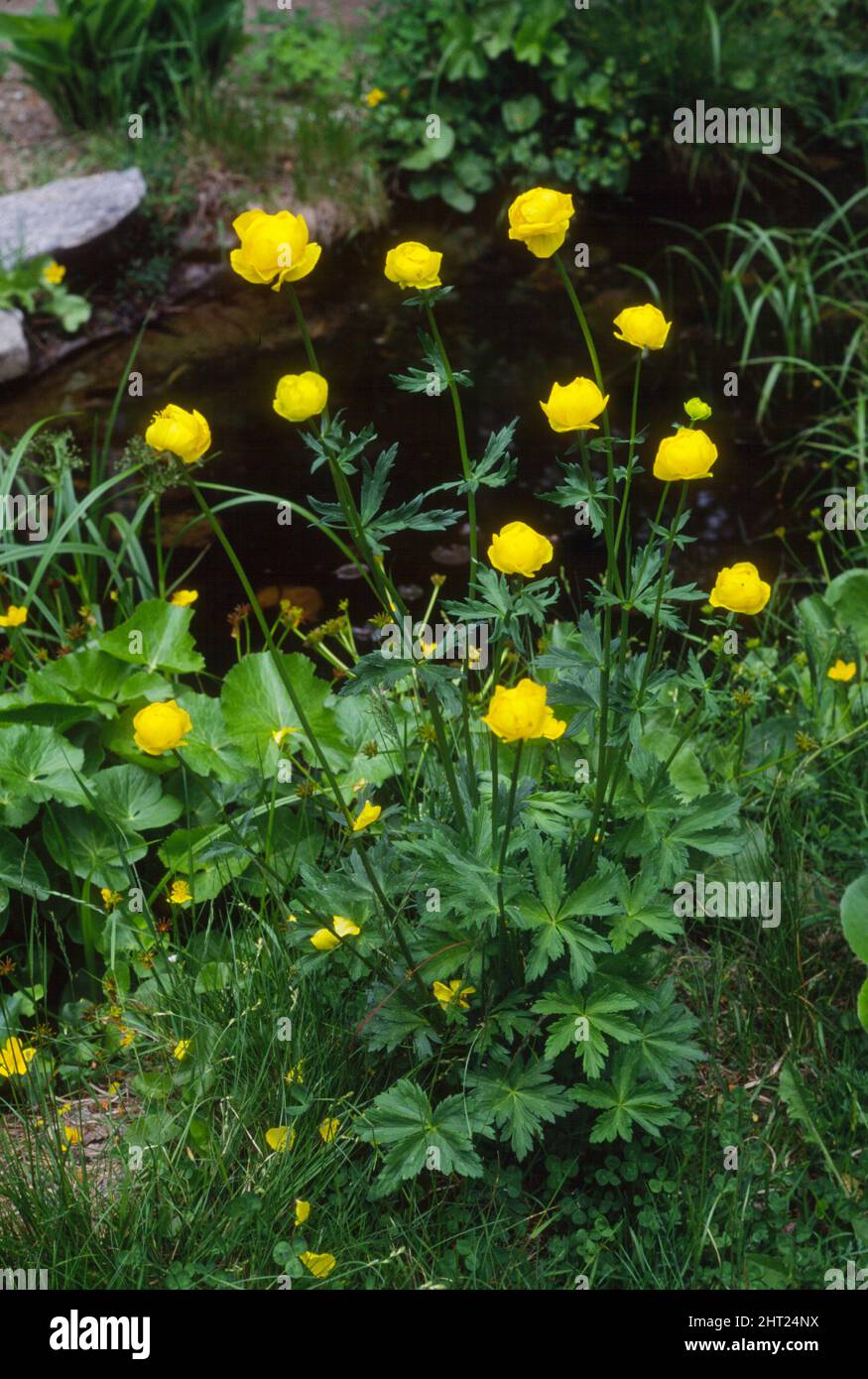 Flowers by the pond hi-res stock photography and images - Alamy