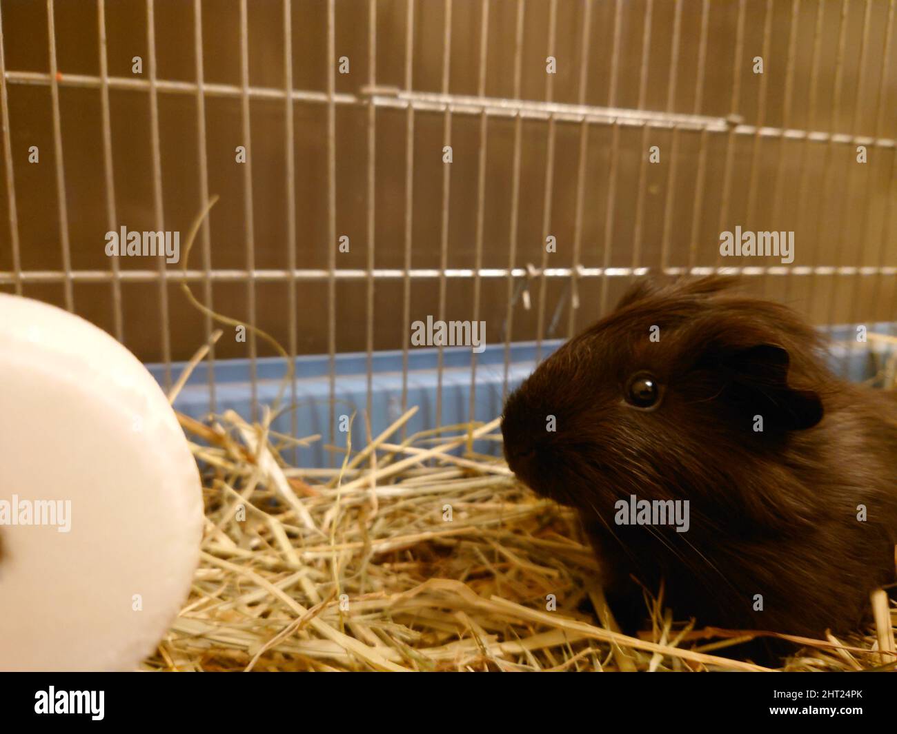 Home guinea pig farm hi-res stock photography and images - Alamy