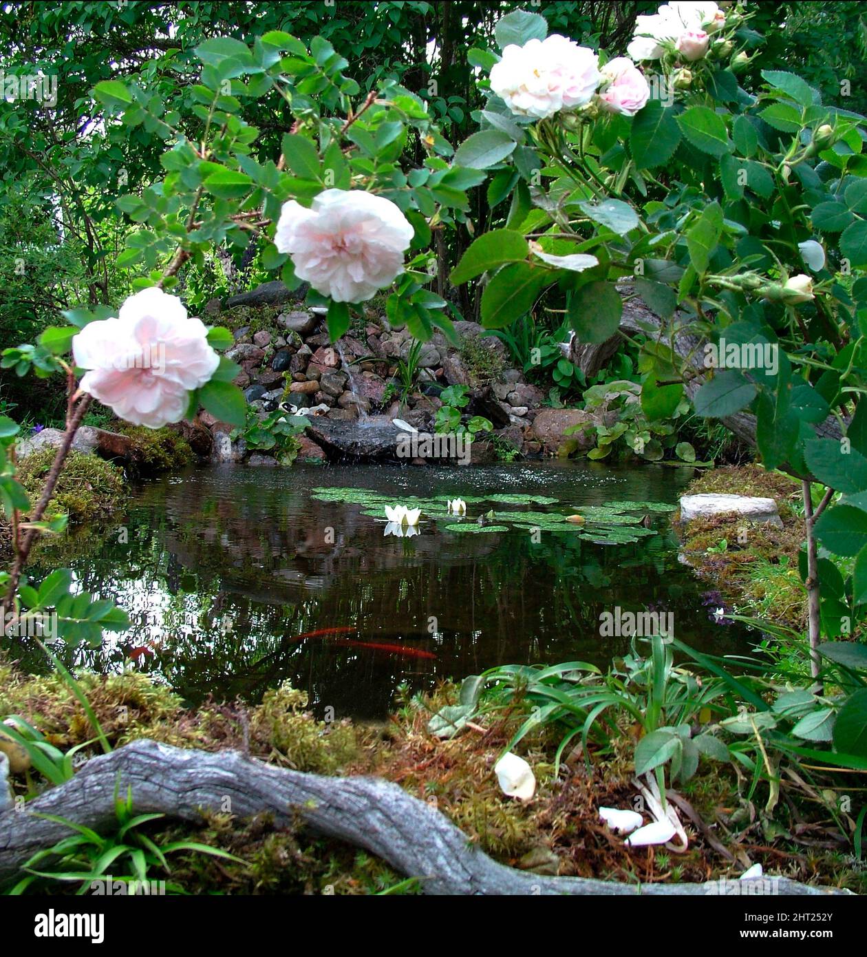 Garden pond with water lilies Stock Photo