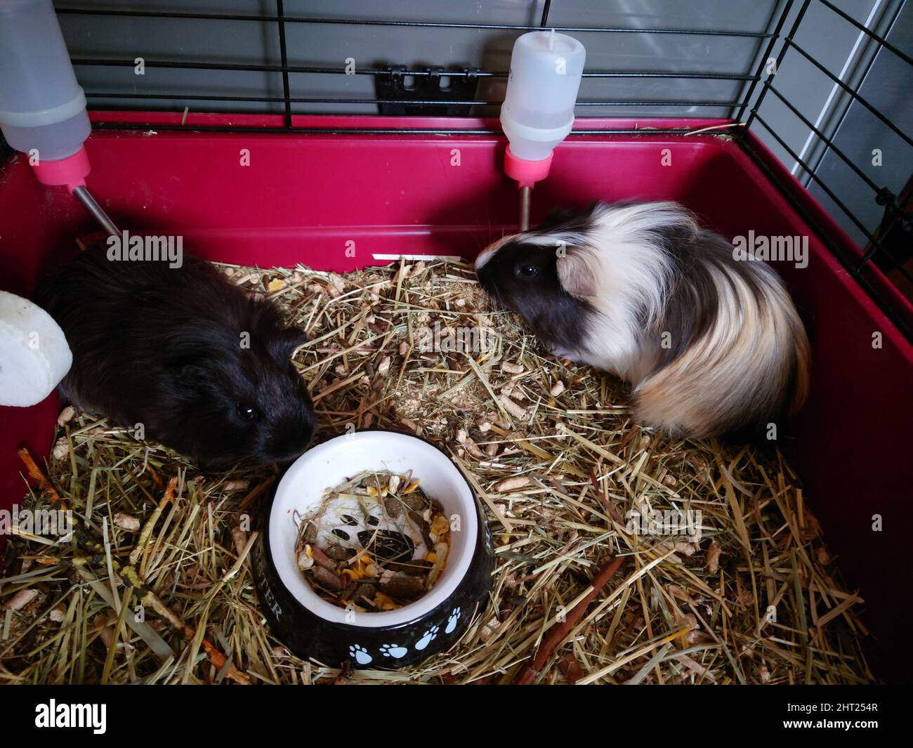 High angle shot of guinea pigs eating straw inside a cage Stock Photo