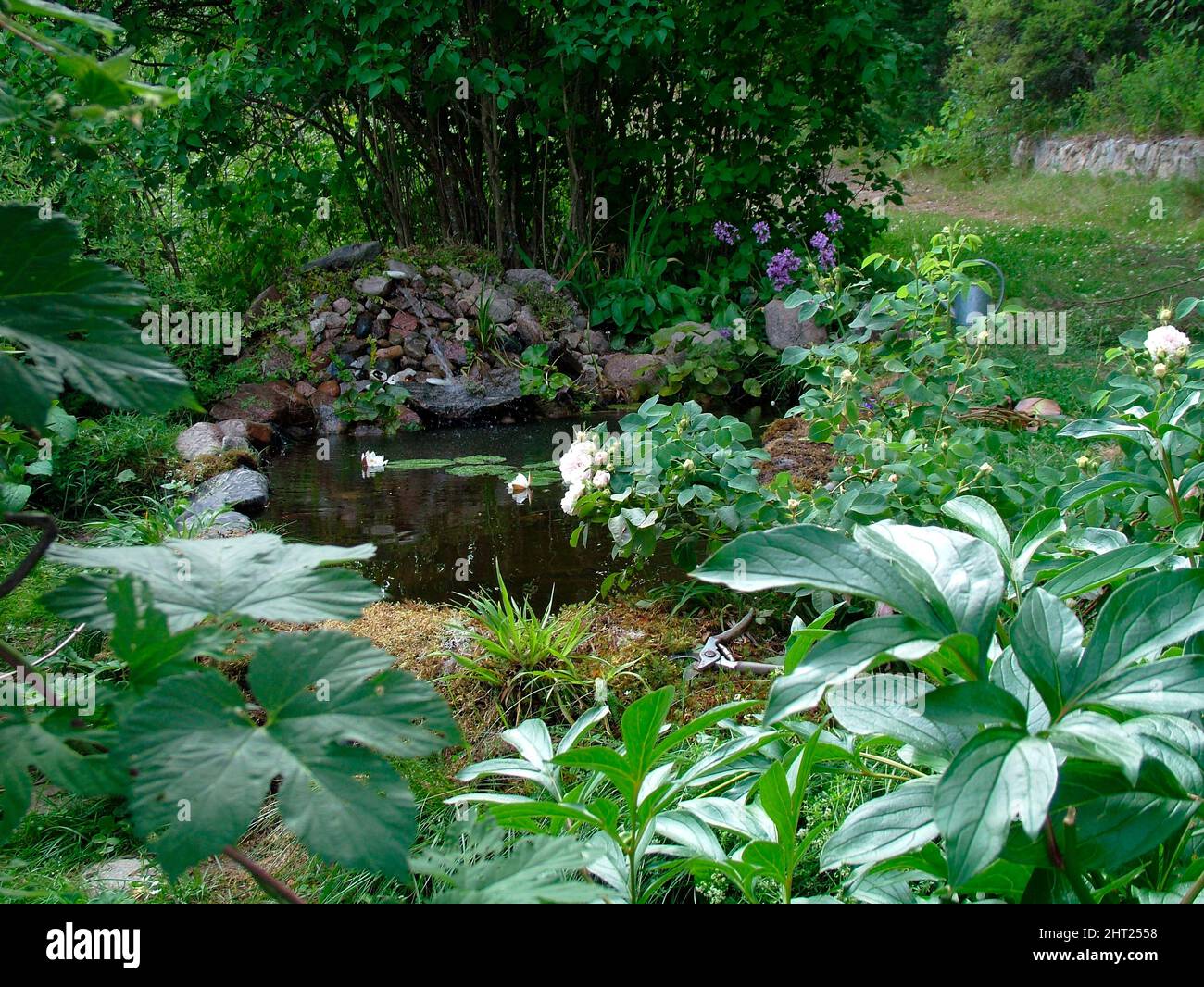 Garden pond with water lilies Stock Photo