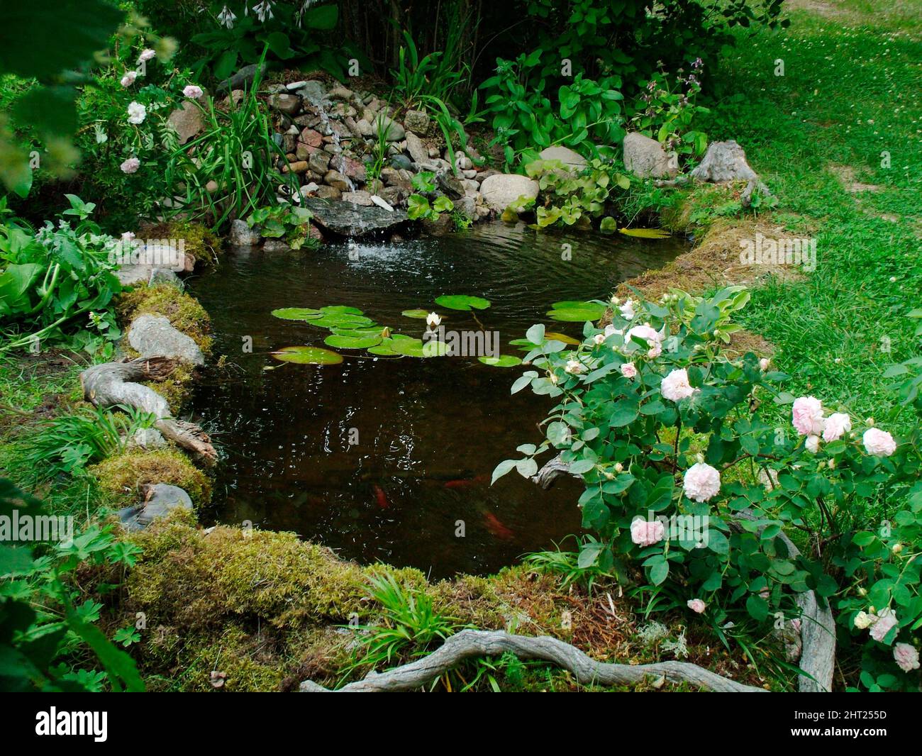 Garden pond with water lilies Stock Photo