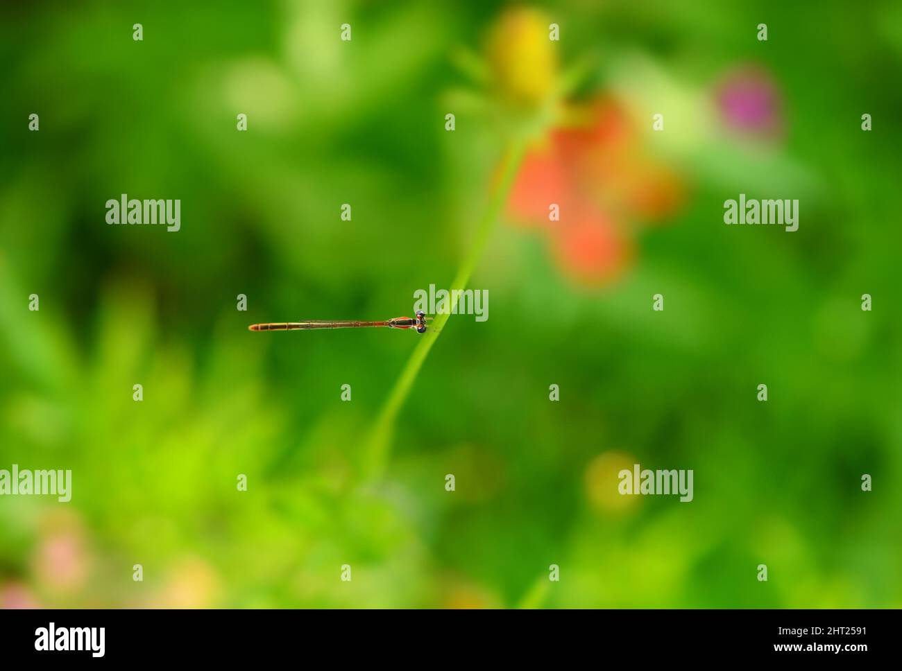 Closeup of the dragonfly against the green background Stock Photo - Alamy