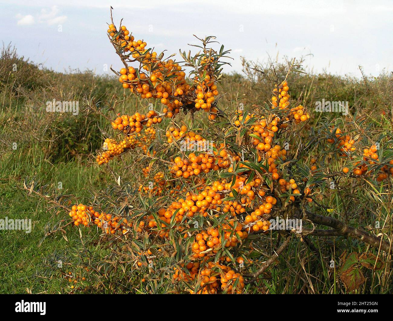 Sea buckthorn Stock Photo