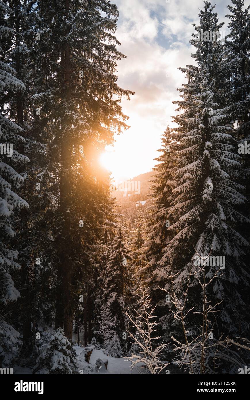 Chilling view of a winter forest in Grisons, Switzerland Stock Photo ...