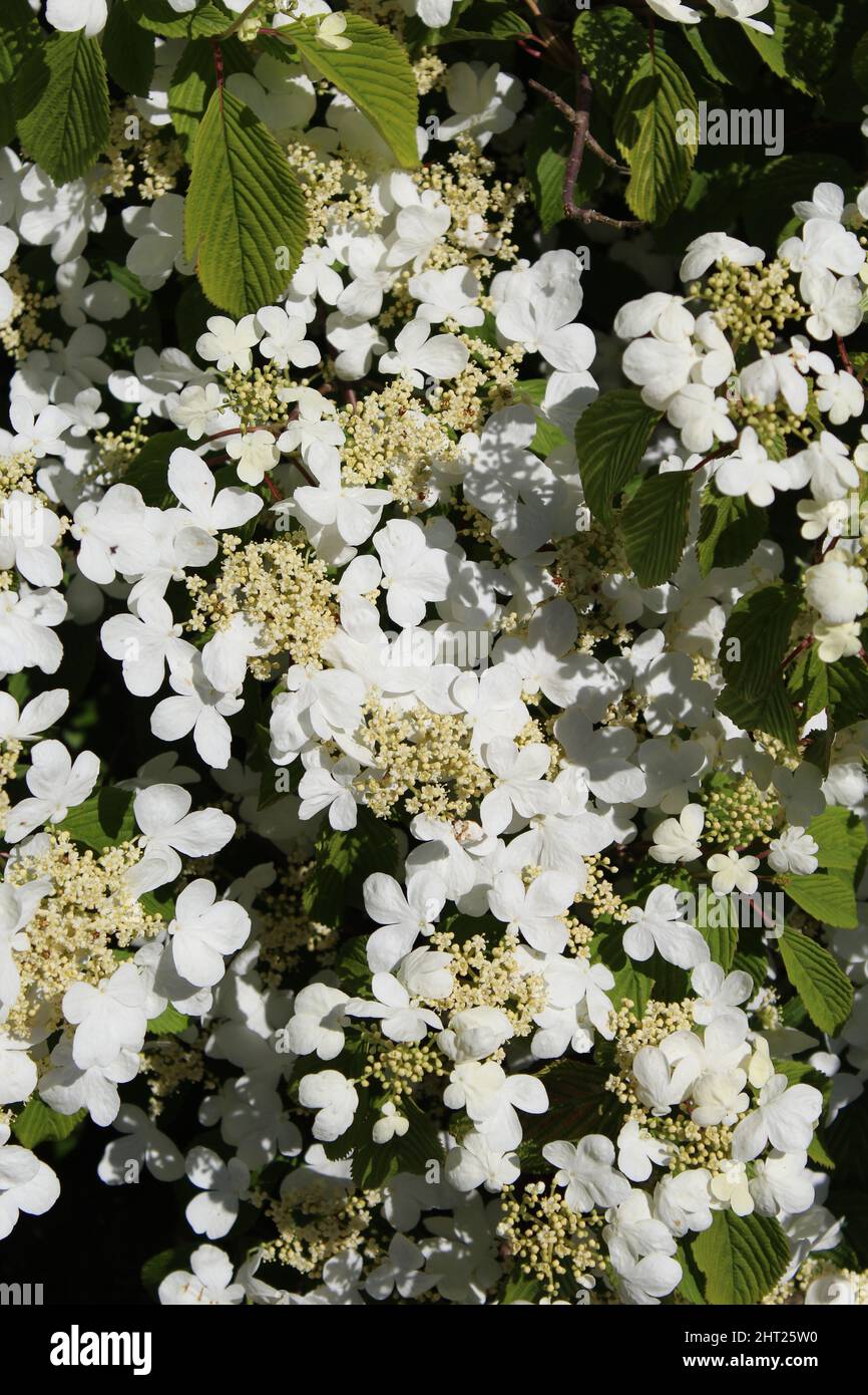 white-viburnum-plicatum-mariesii-flowers-stock-photo-alamy