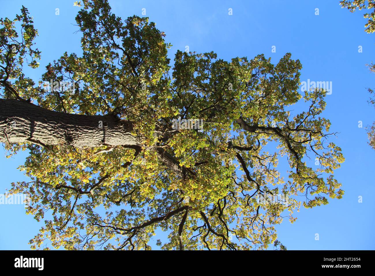 Low angle shot of a tree under a blue sky in Trelde Naes, Fredericia ...