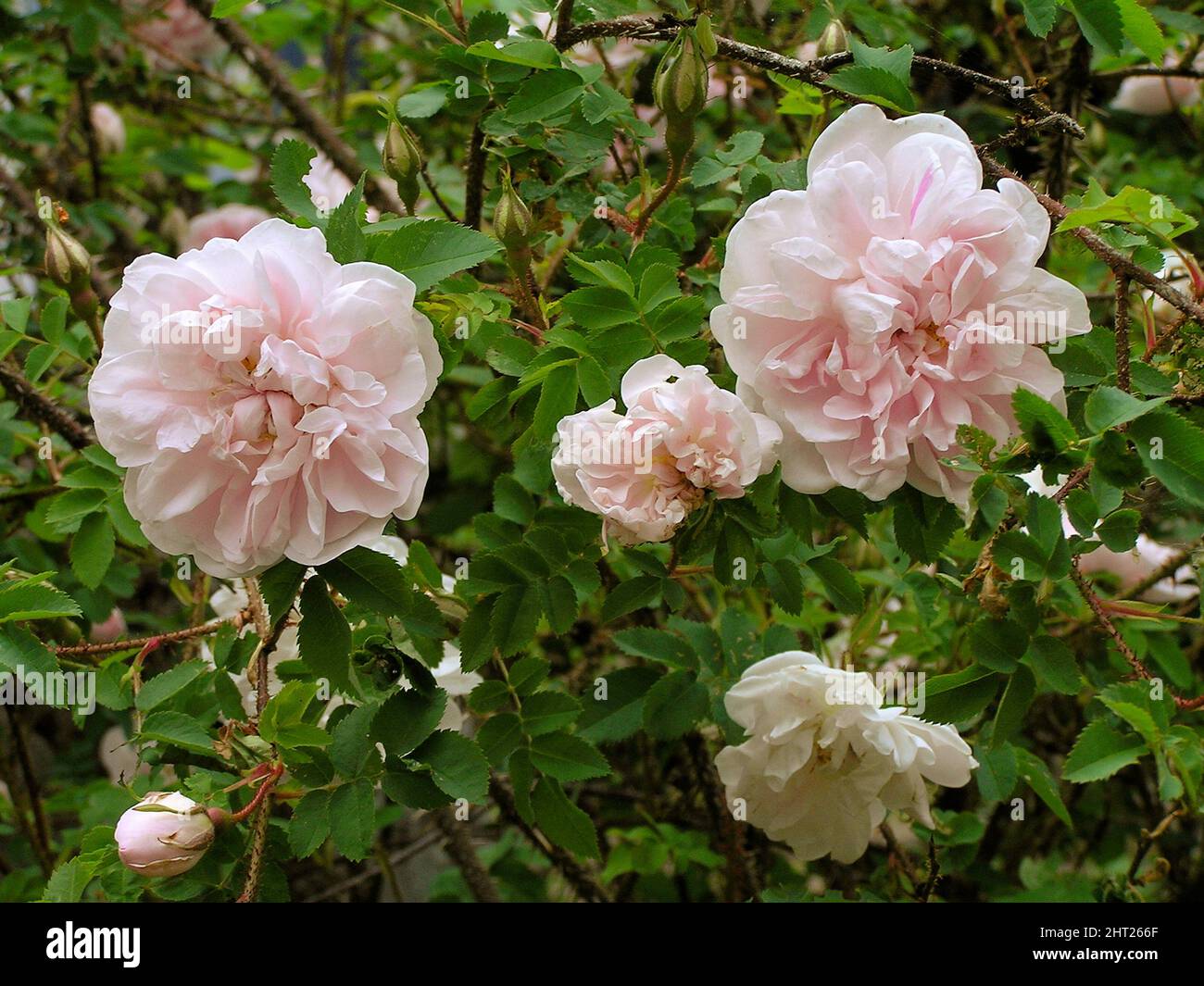 Shrub rose 'Stanwell Perpetual' Stock Photo - Alamy