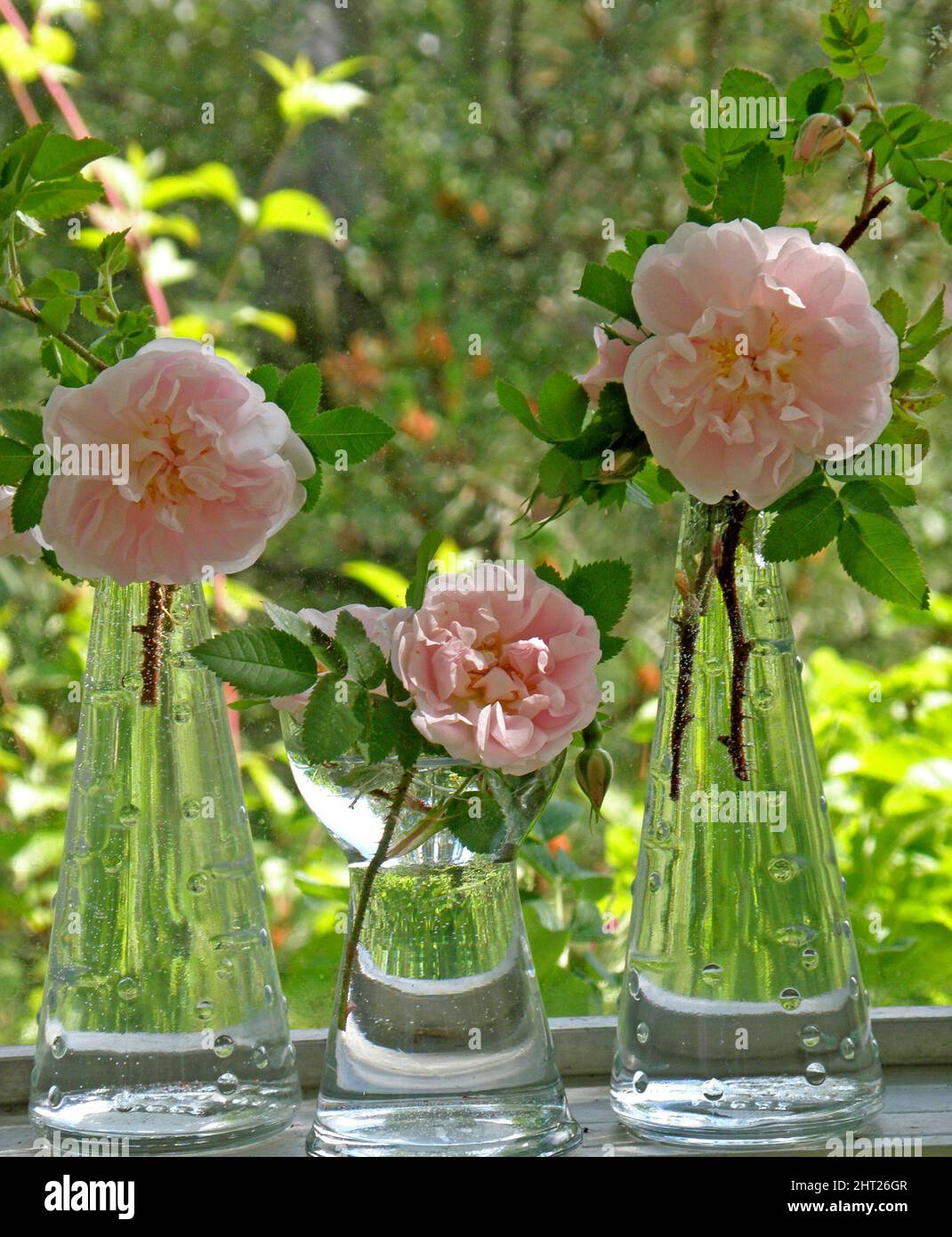 'Stanwell Perpetual' roses in vases Stock Photo Alamy