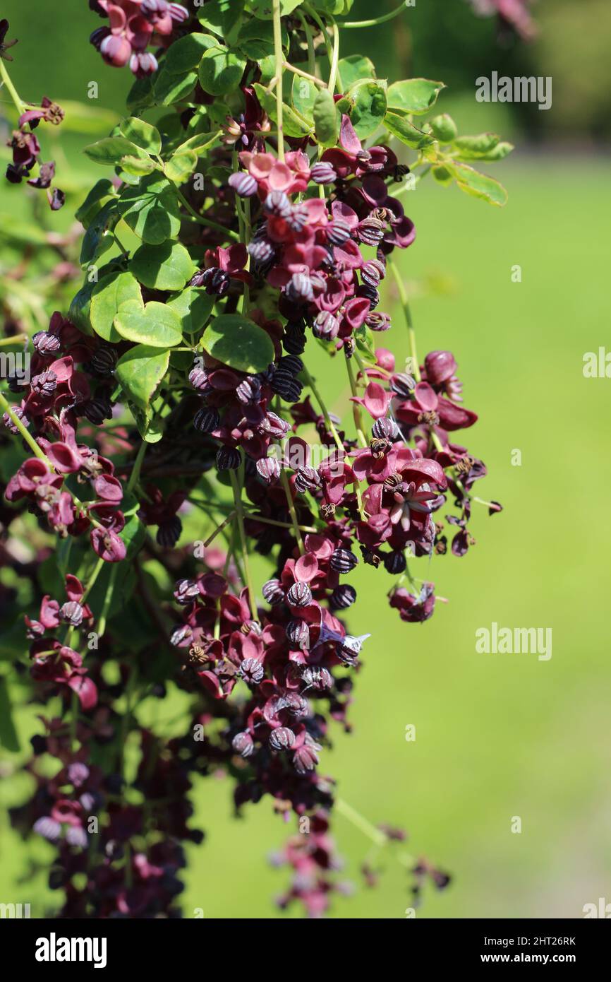 Violet flowers of a climbing Chocolate Vine also named Fiveleaf Akebia ...