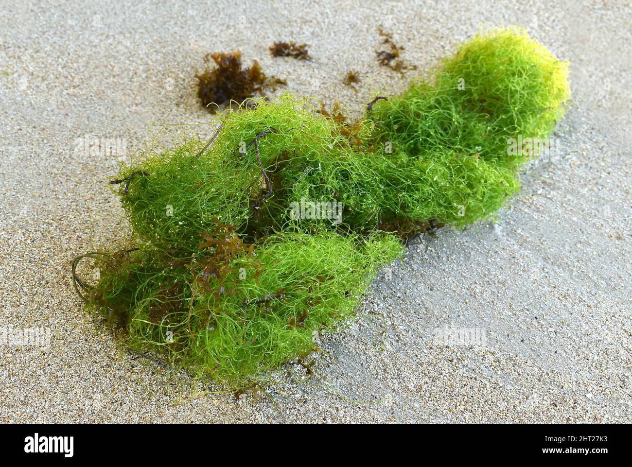 A species of algae, the Latin name Chaetomorpha, a beautiful green structure composed of fine fibers laid on sand. Stock Photo