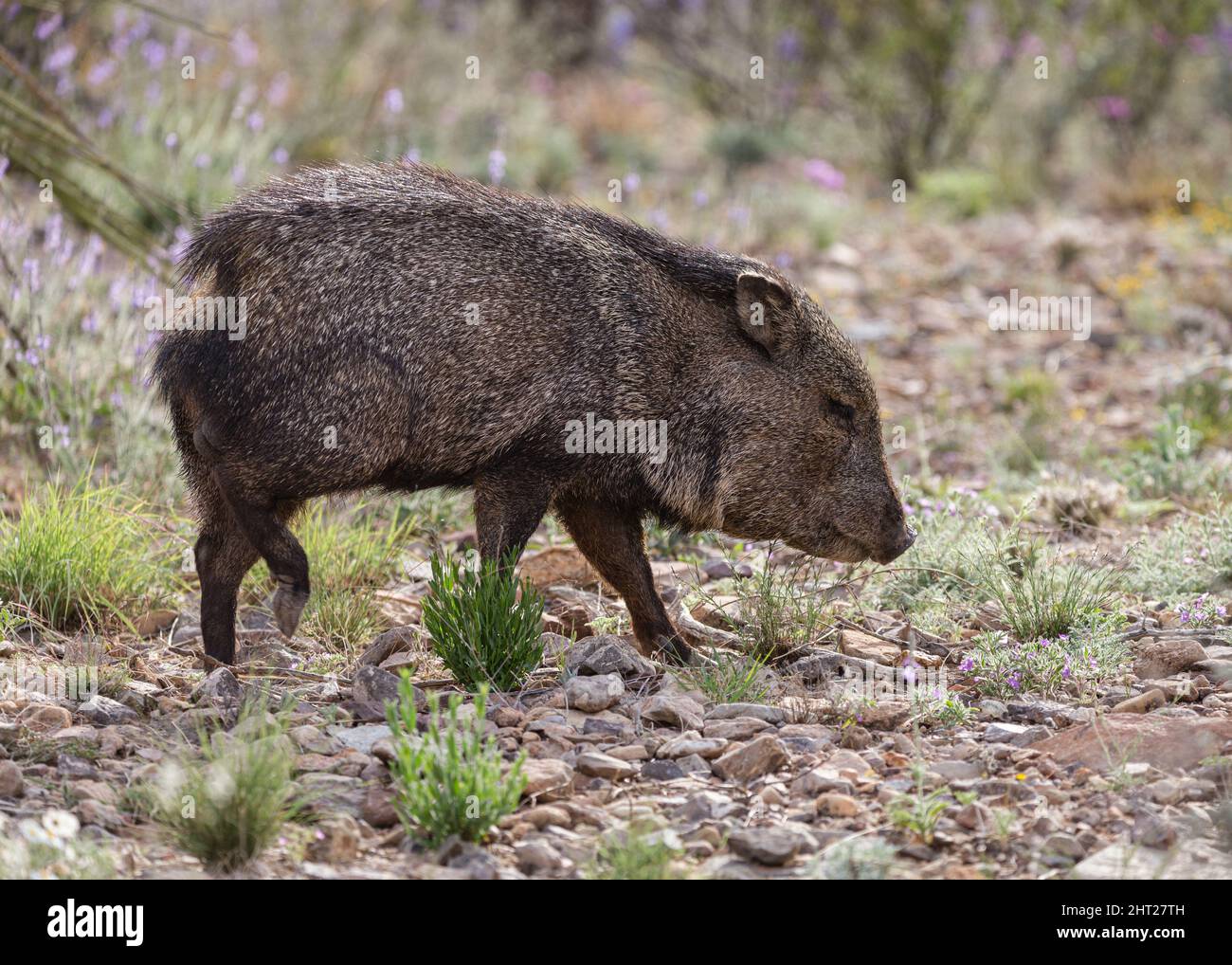 A collared peccary picks its way through the Chihuahuan Desert. Stock Photo