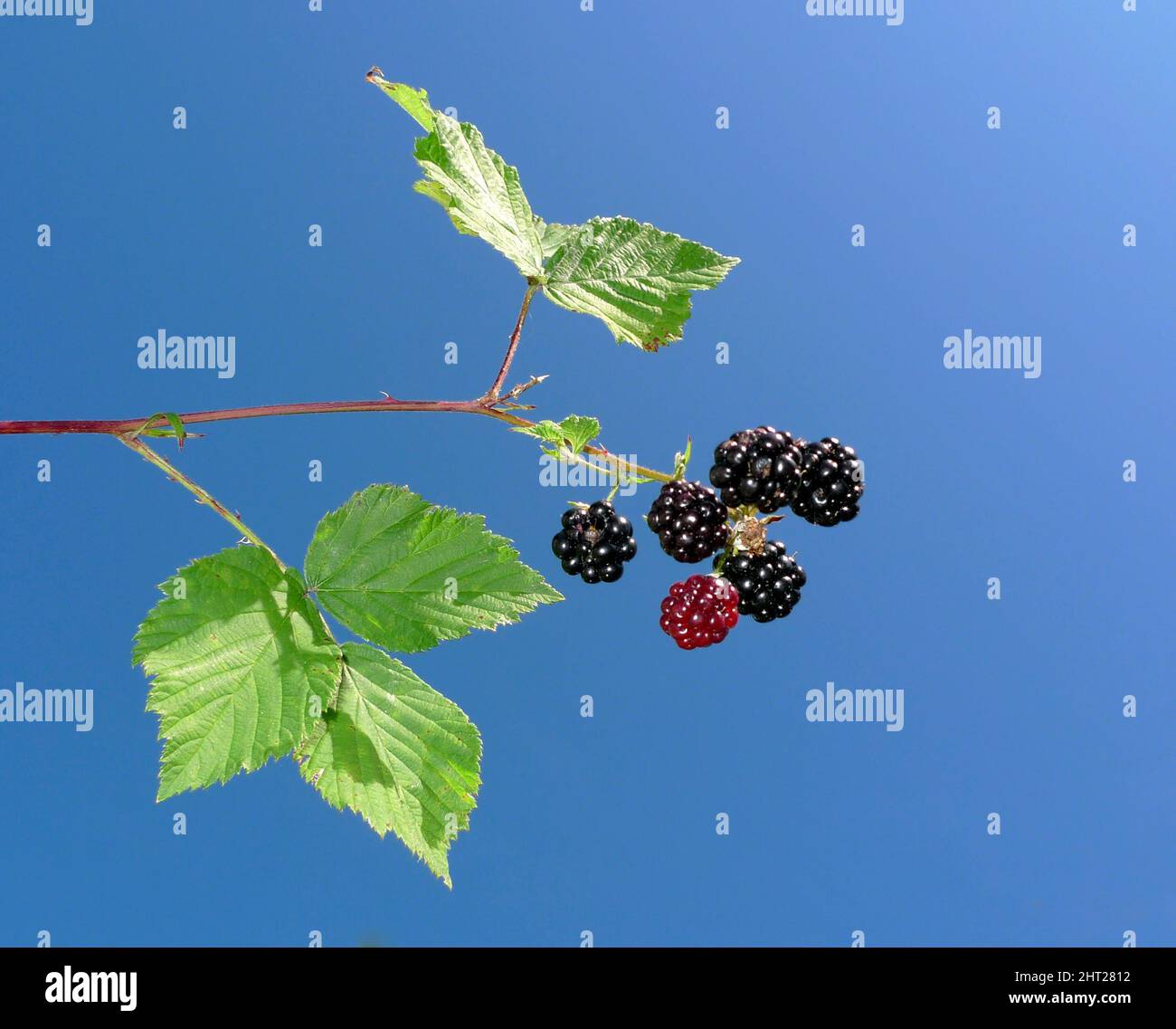 Blackberries against blue sky Stock Photo