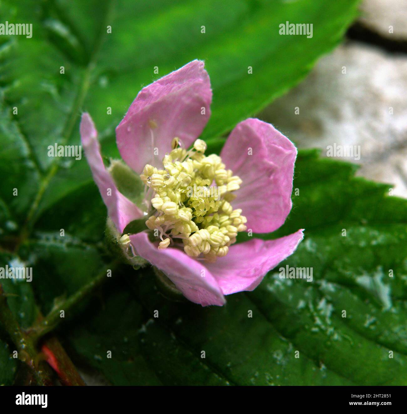 Blackberry flower Stock Photo