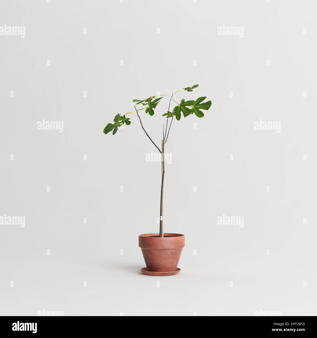 Terracotta plant pots isolated on white background Stock Photo - Alamy