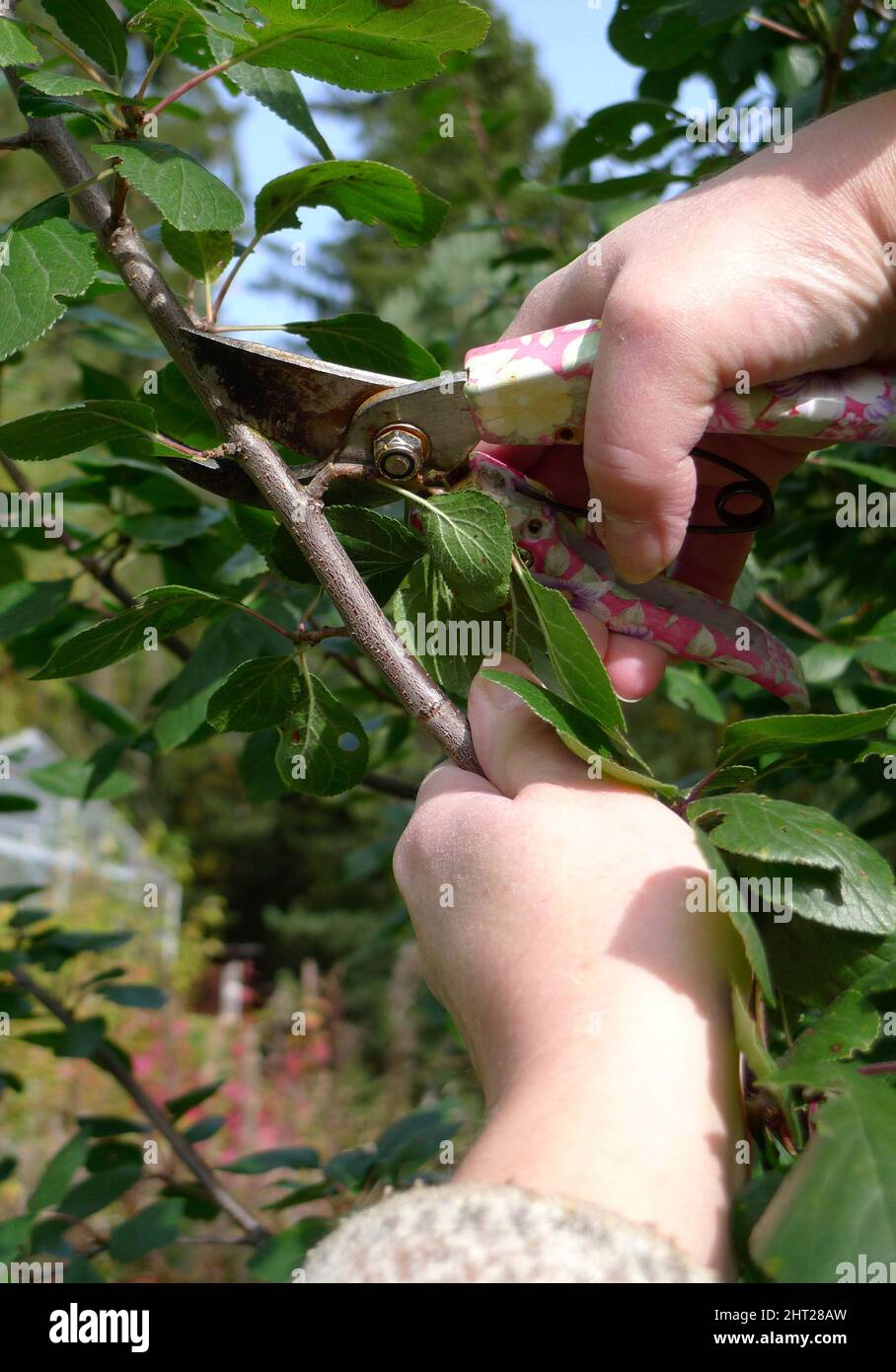 Plum tree pruning Stock Photo Alamy