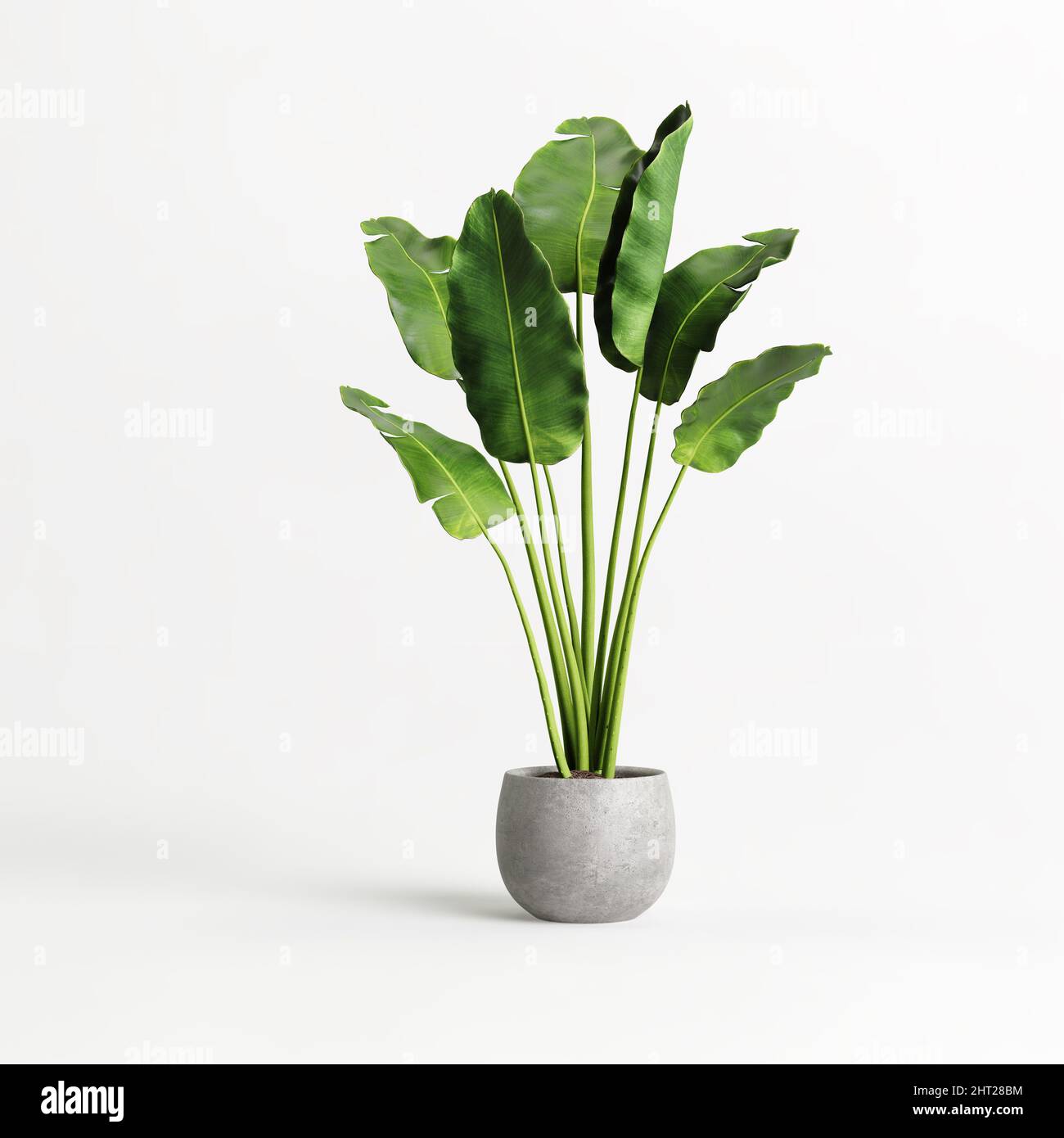 Potted banana plant isolated on white background Stock Photo Alamy