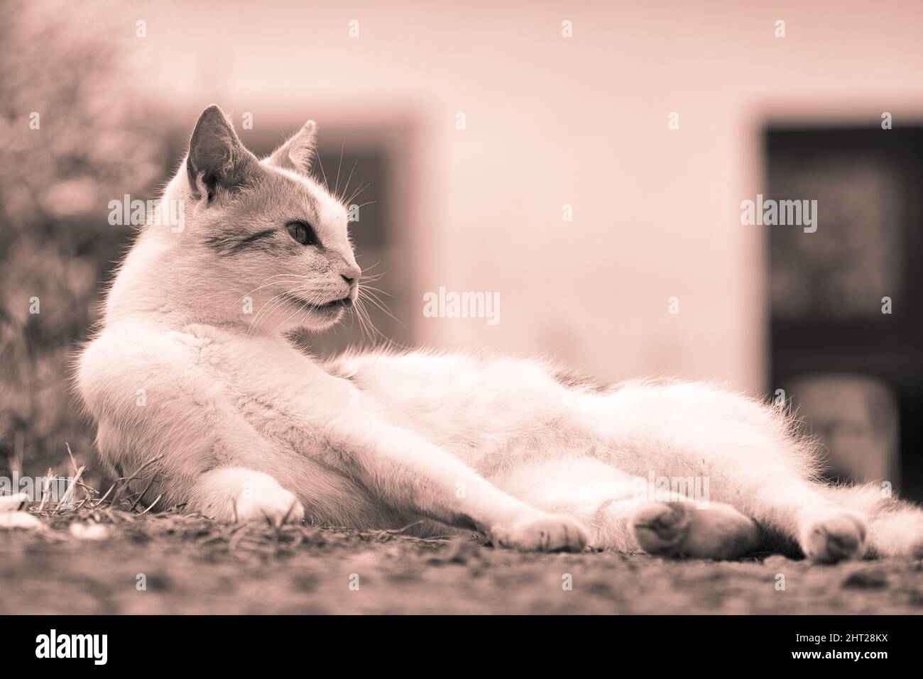 Close up picture of a cat laying on the ground with blurred background