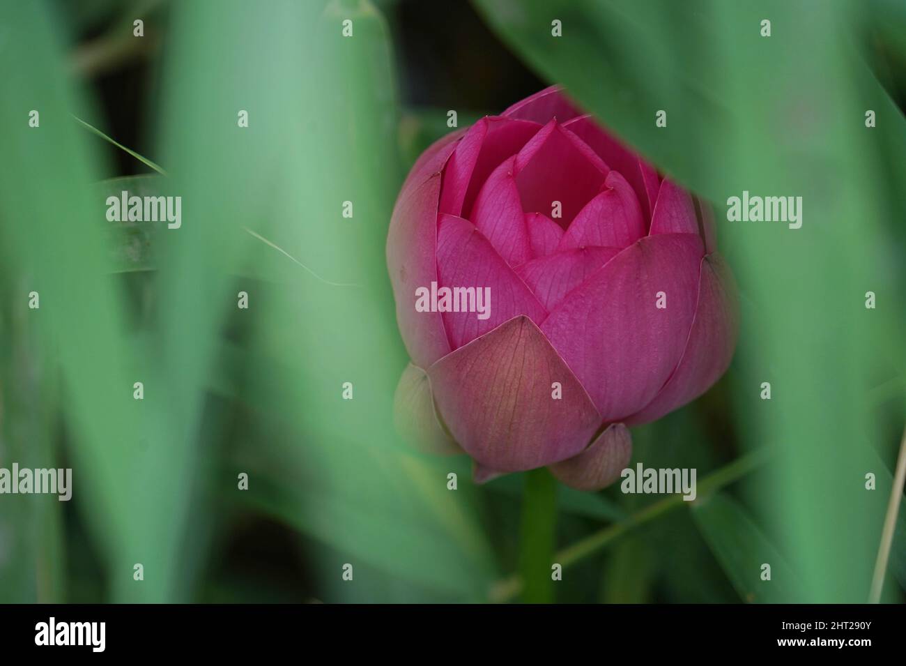 A closeup of a beautiful pink lotus flower through the leaves and grass blooming in the pond Stock Photo