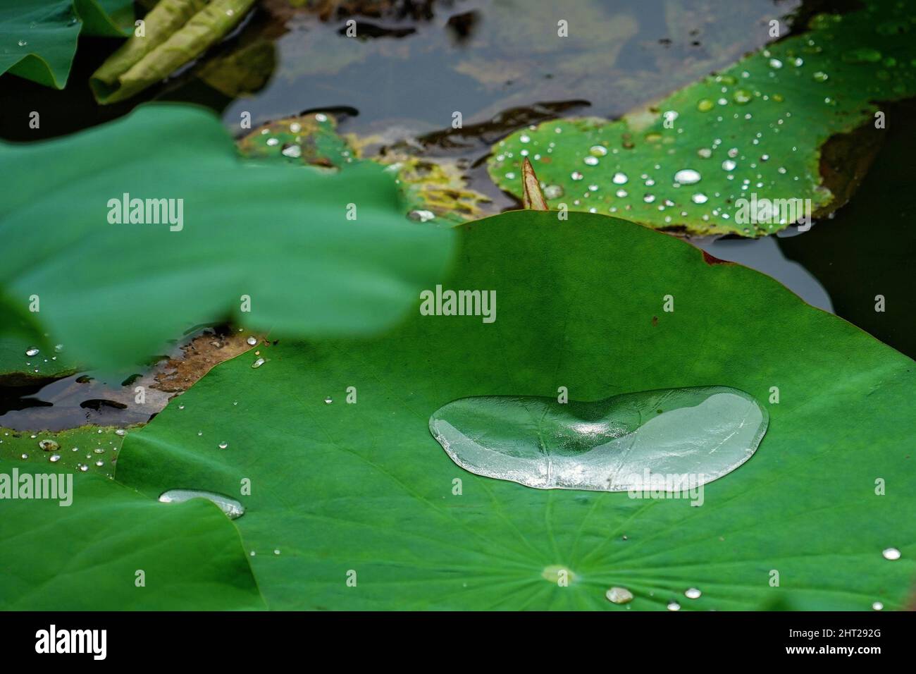 A closeup of water drops on the green lotus leaves on the surface of the pond Stock Photo