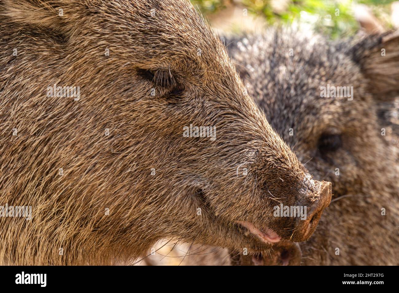 Close-up of an adult collared peccary showing its flat, pig-like nose, long eyelashes, and coarse salt-and-pepper coat. Stock Photo