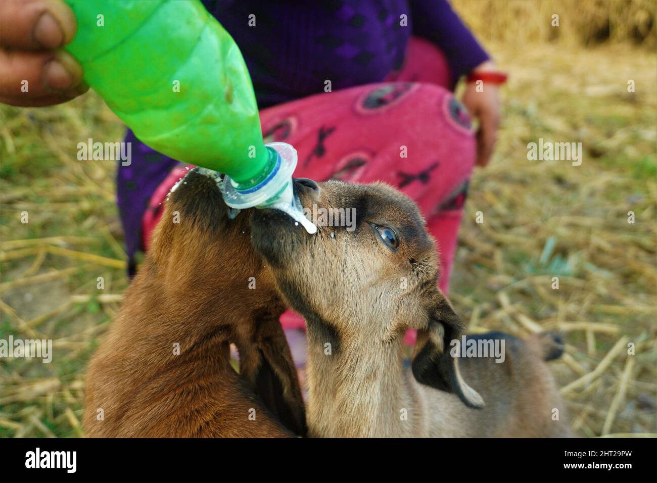 Closeup shot of a hand feeding a baby goat with milk from a plastic