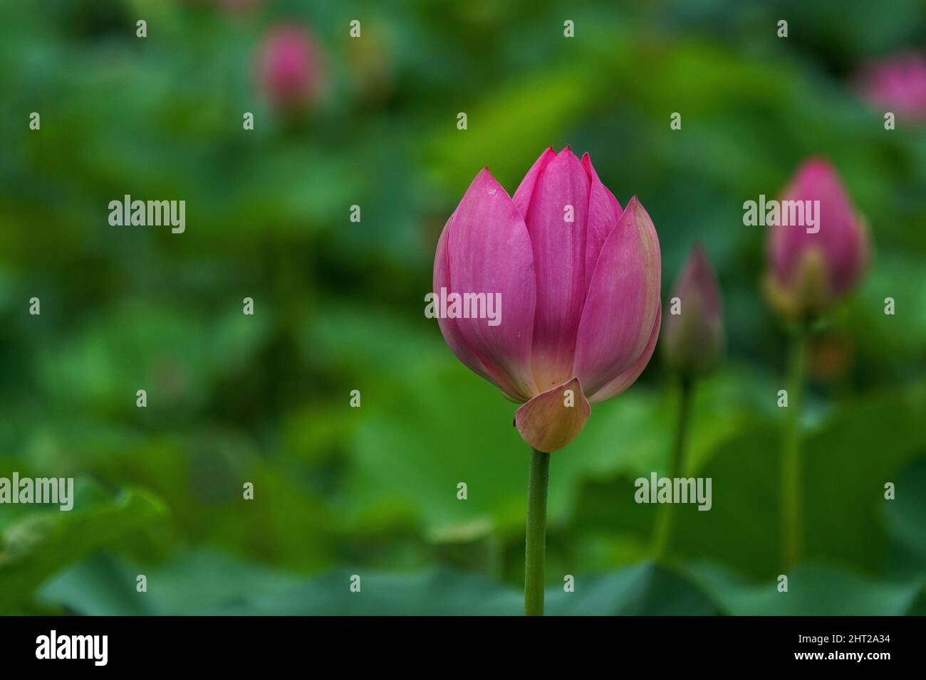 A closeup of beautiful pink lotus flowers opening-up in the pond Stock Photo