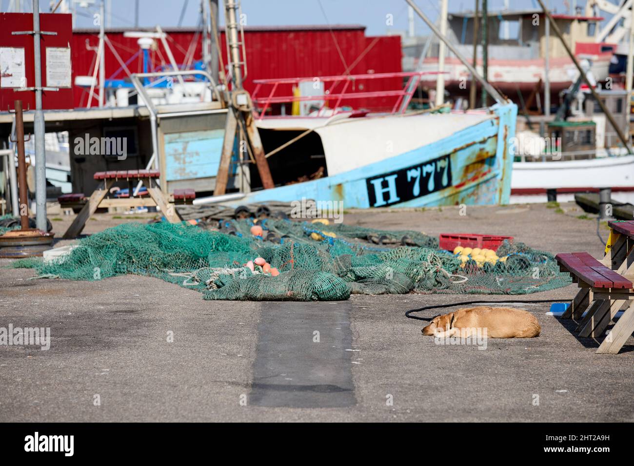 Fishing nets, dog, on harbour of Gilleleje, summer; Denmark Stock Photo
