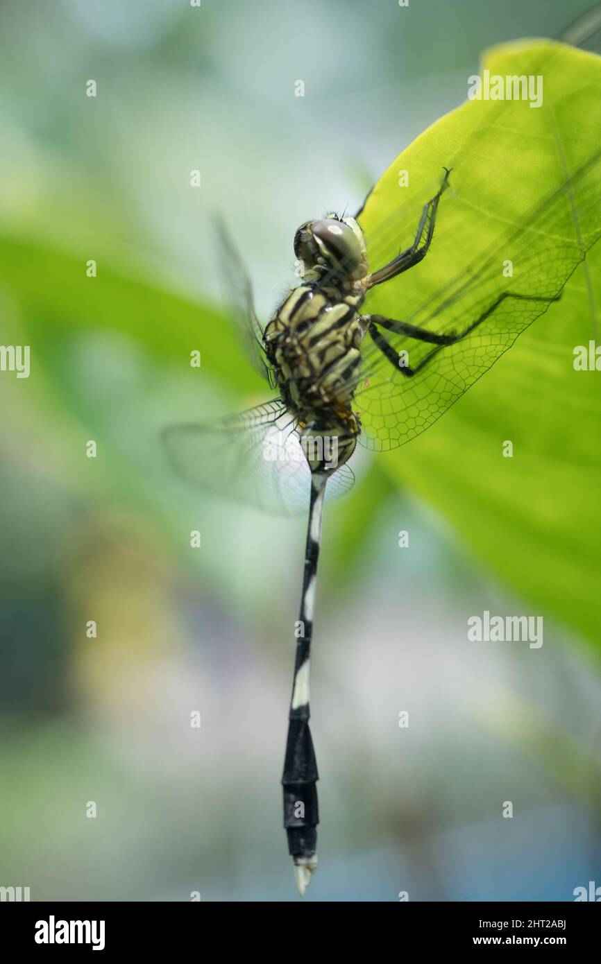 Macro shot of an odonata Stock Photo - Alamy