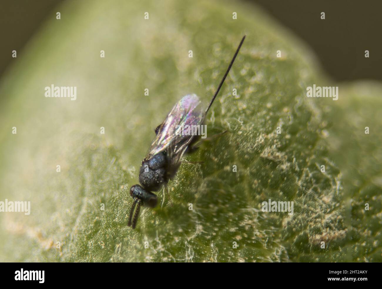 Closeup shot of a Torymidae wasp perched on a leaf Stock Photo
