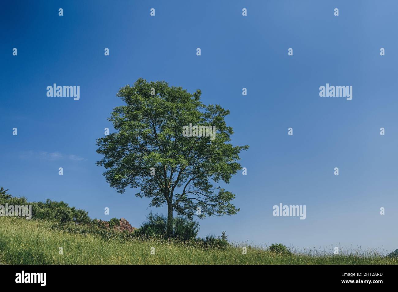 Green tree under a clear blue sky Stock Photo - Alamy
