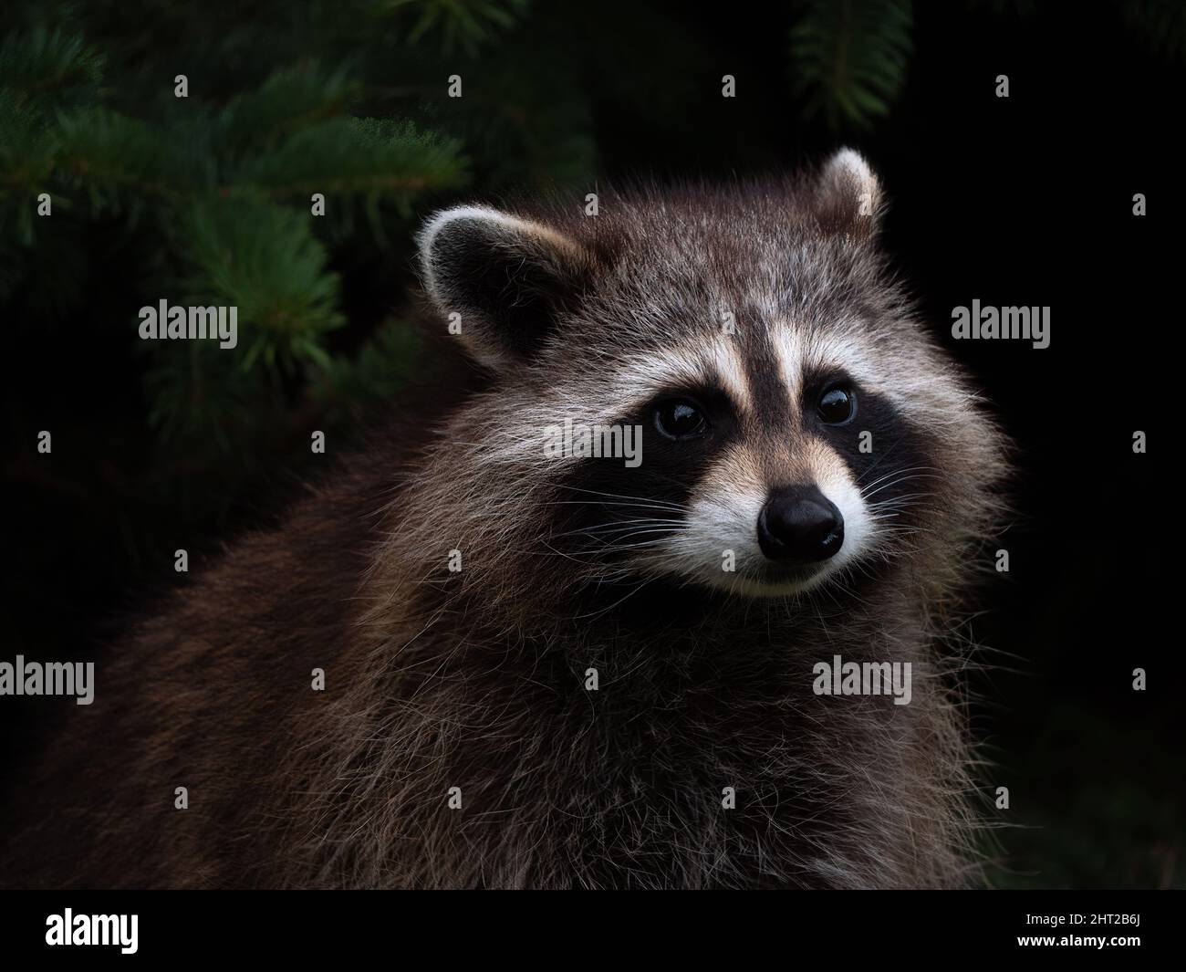 The portrait of a raccoon with a tree in the background Stock Photo