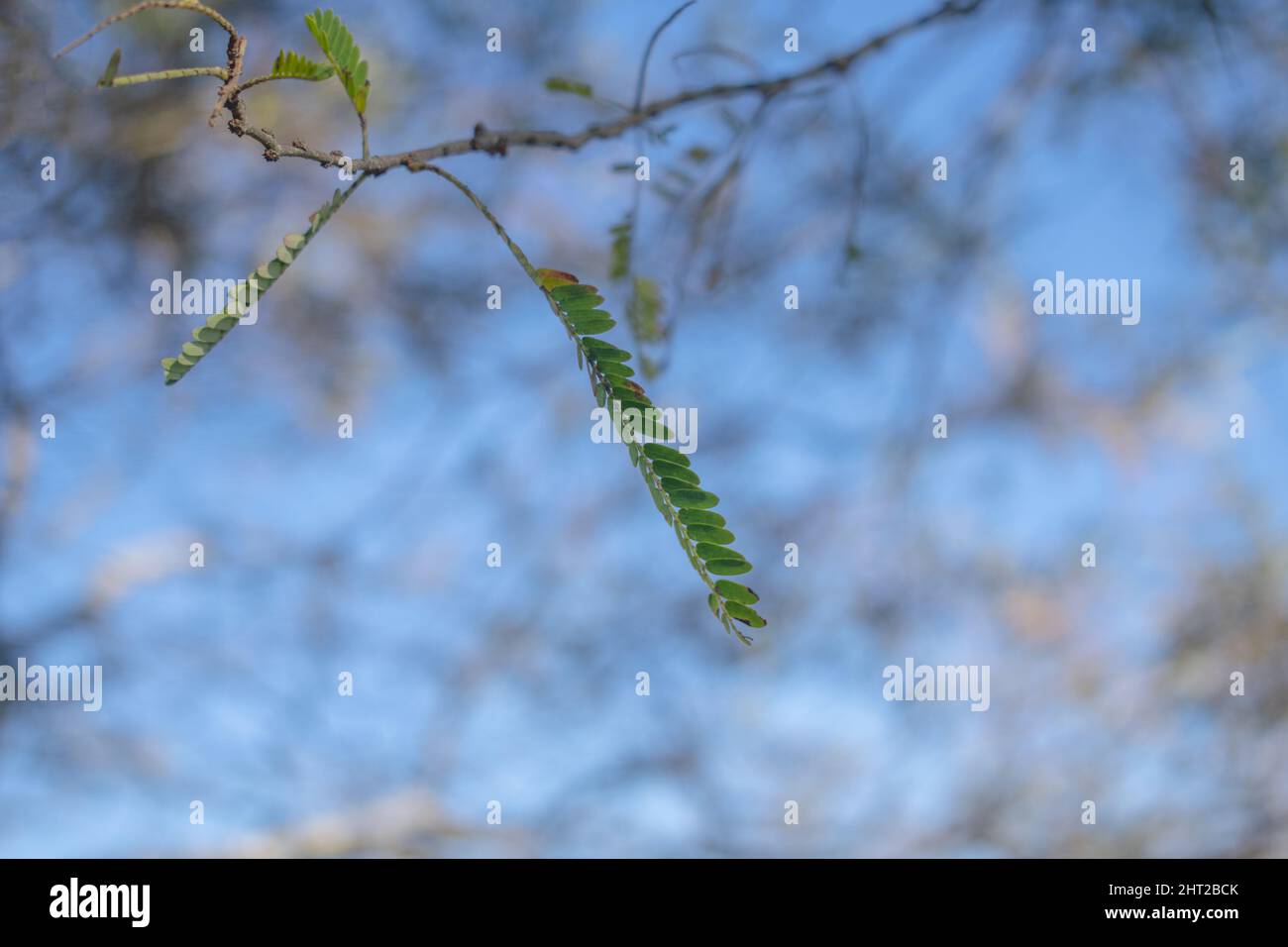 Shallow focus of Prosopis velutina leaf plant with blurred trees  and sky in the background Stock Photo