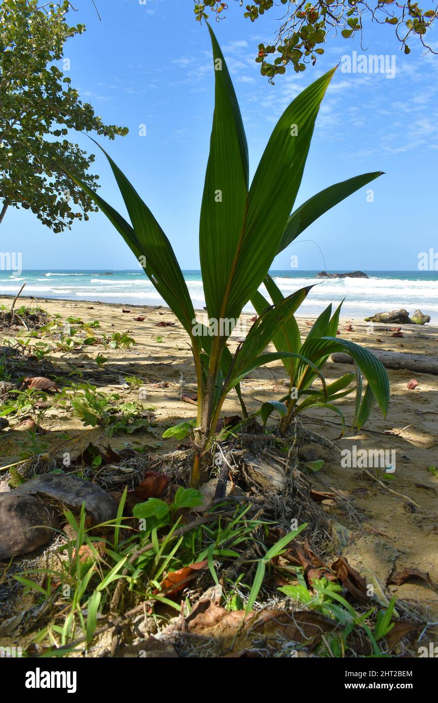 Young wild coconut seedling, coconut tree, growing in a tropical